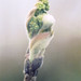 Bud Nicholas Photo 3
