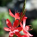 Connie Hanson Photo 24