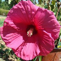 Amanda Joyce Photo 38