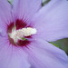 Sharon Hardy Photo 47