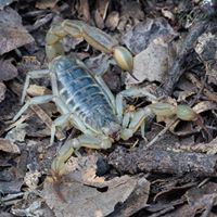 John Koerner Photo 13 John Koerner Photo 13