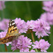 Cynthia Petit Photo 6