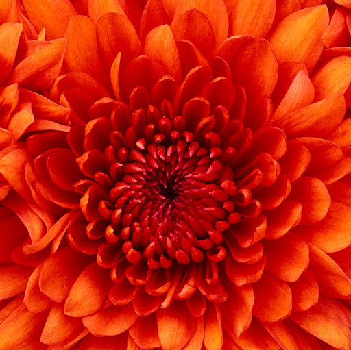 Kristin Rosa Photo 1