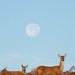 Dawn Hinds Photo 24