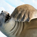 Raymond Seal Photo 2