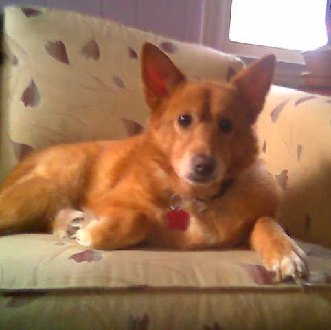 Sharon Howell Photo 36