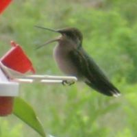 Sandy Murdock Photo 13