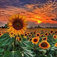 Annette Julian Photo 15