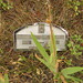 Alice Ault Photo 6