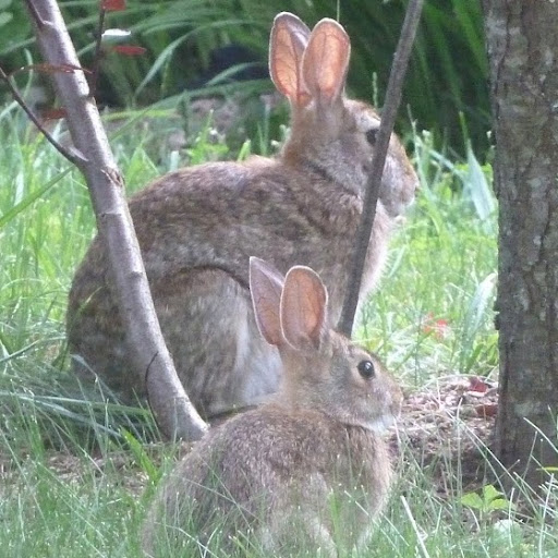 Colleen Case Photo 15