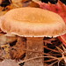 Barbara Gerlach Photo 32