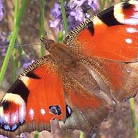 Robert Pool Photo 25 Robert Pool Photo 25