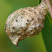 Rose Schrader Photo 9