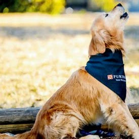 Gerard Paul Photo 16