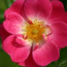 Cynthia Fontaine Photo 3