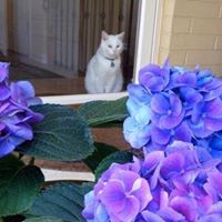 Susann Harris Photo 16