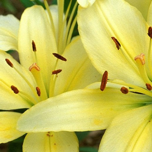 Cheryl Clay Photo 28