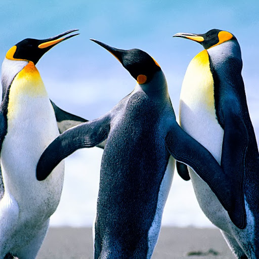 Robin Marker Photo 4