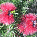 Lynne Brown Photo 26