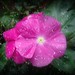 Rose Trujillo Photo 37