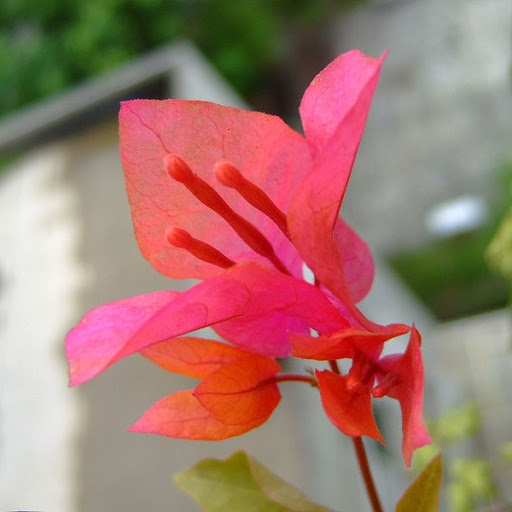 Amy Arrington Photo 20