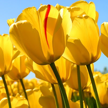 Anne Francis Photo 34