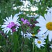 June Meadows Photo 14