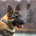 Michael Shepherd Photo 29