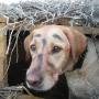 Steve Dawdy Photo 7