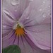 April Rains Photo 29