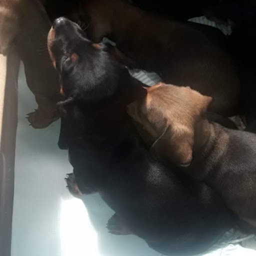 Ana Pichardo Photo 21