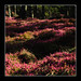 Erica Spring Photo 12