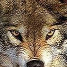 Bruce Shepard Photo 30 Bruce Shepard Photo 30