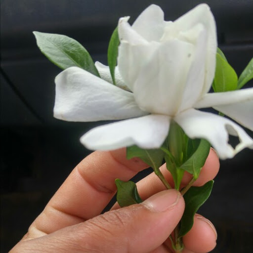 Armando Sanchez Photo 8