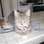 Lola Cook Photo 11