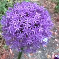 Sue Donahue Photo 21