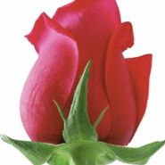 Janette Booker Photo 4