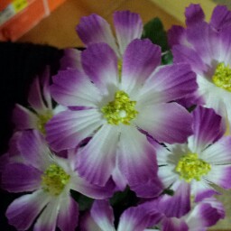 Becky Harper Photo 36