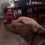 Thomas Shea Photo 27