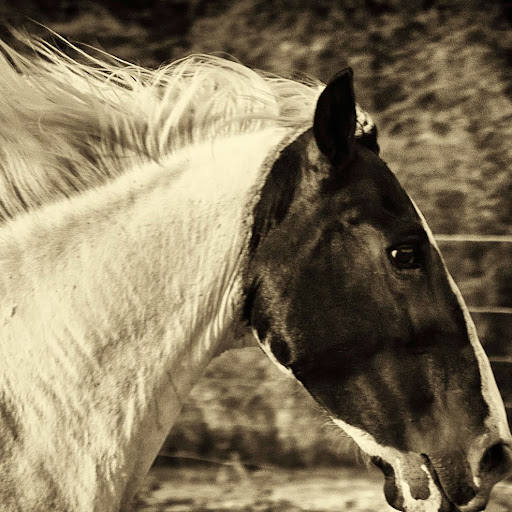 Claire Willis Photo 15