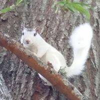 Cheri Collins Photo 25