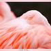 David Feder Photo 30