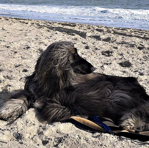 Gayle Shannon Photo 2