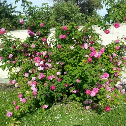 Laurence Rose Photo 11
