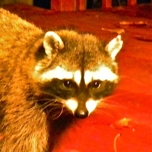 Paul Rawlins Photo 25