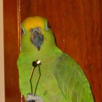 Francis Curran Photo 11 Francis Curran Photo 11