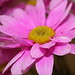 Marguerite Rose Photo 26