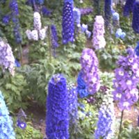 William Metzger Photo 47