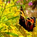 Sheila Nettles Photo 15