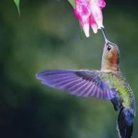 Anita James Photo 39